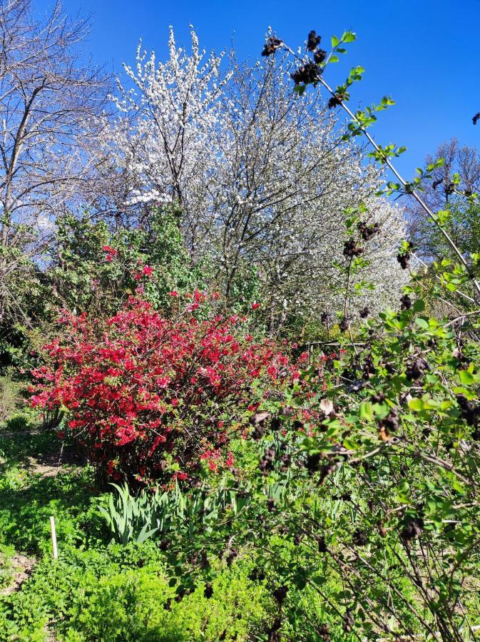 Il Giardino Del Gallo Cherasco Kültér fotó