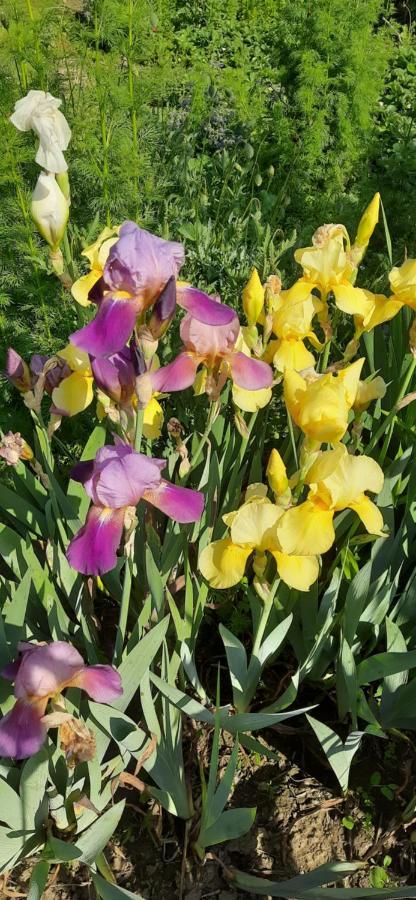Il Giardino Del Gallo Cherasco Kültér fotó