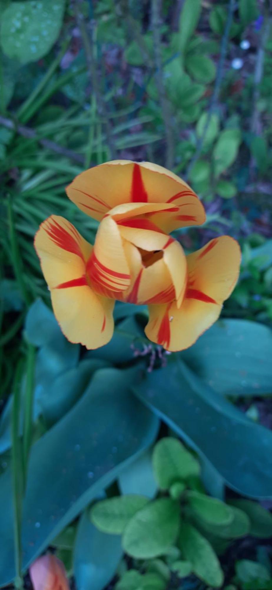Il Giardino Del Gallo Cherasco Kültér fotó
