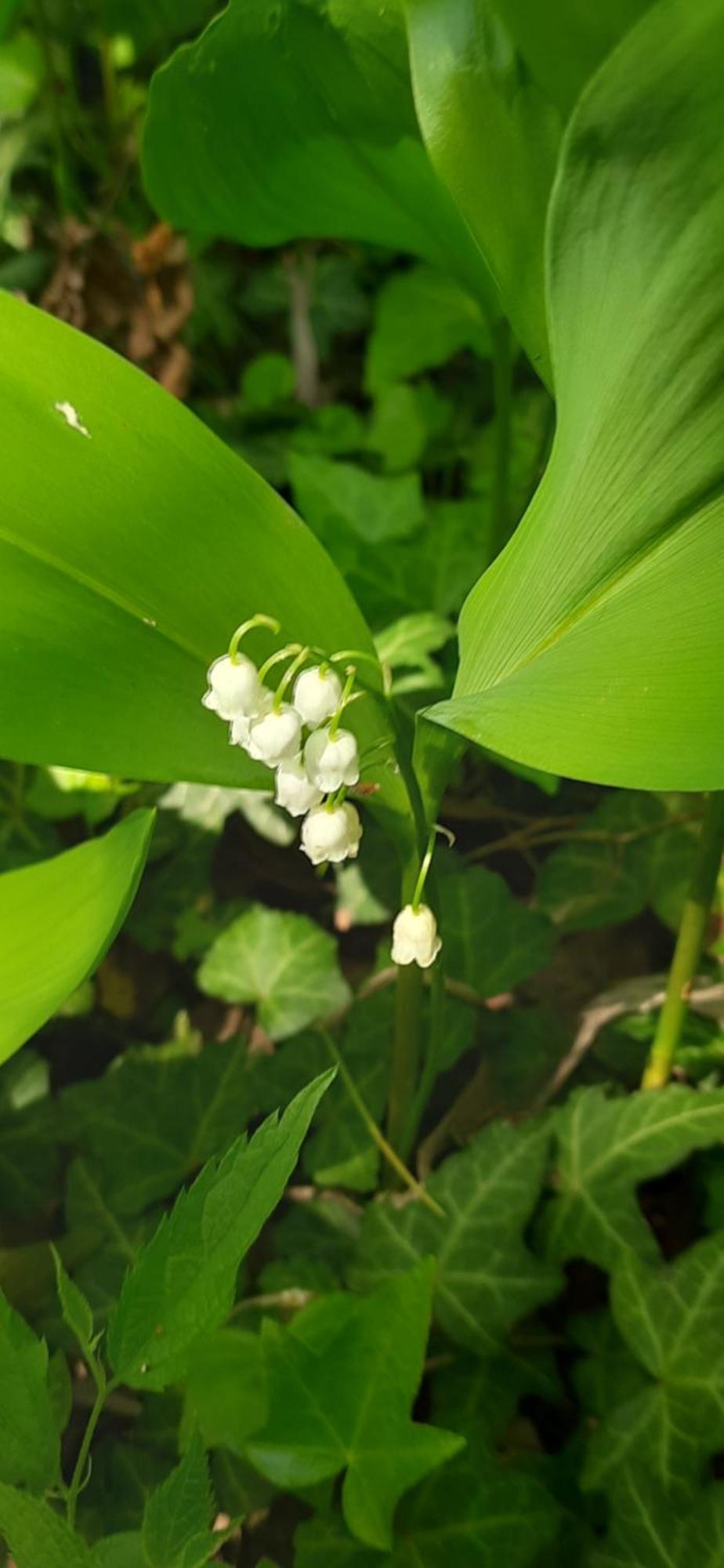 Il Giardino Del Gallo Cherasco Kültér fotó