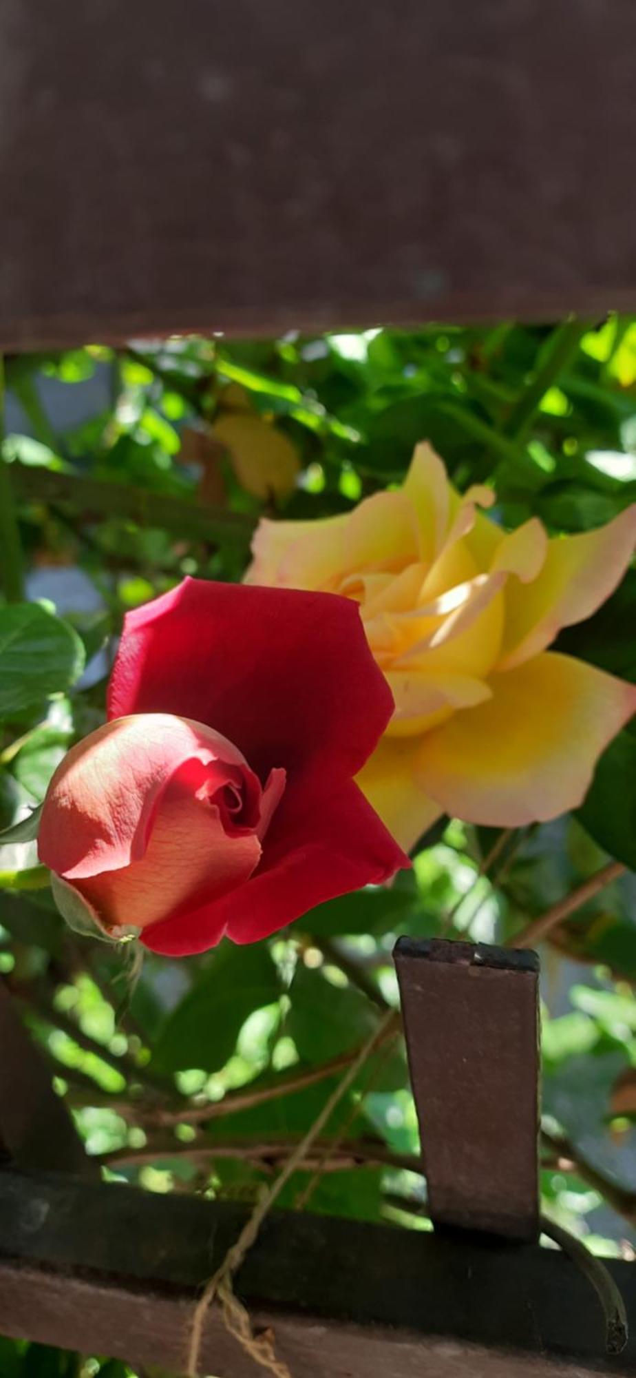 Il Giardino Del Gallo Cherasco Kültér fotó