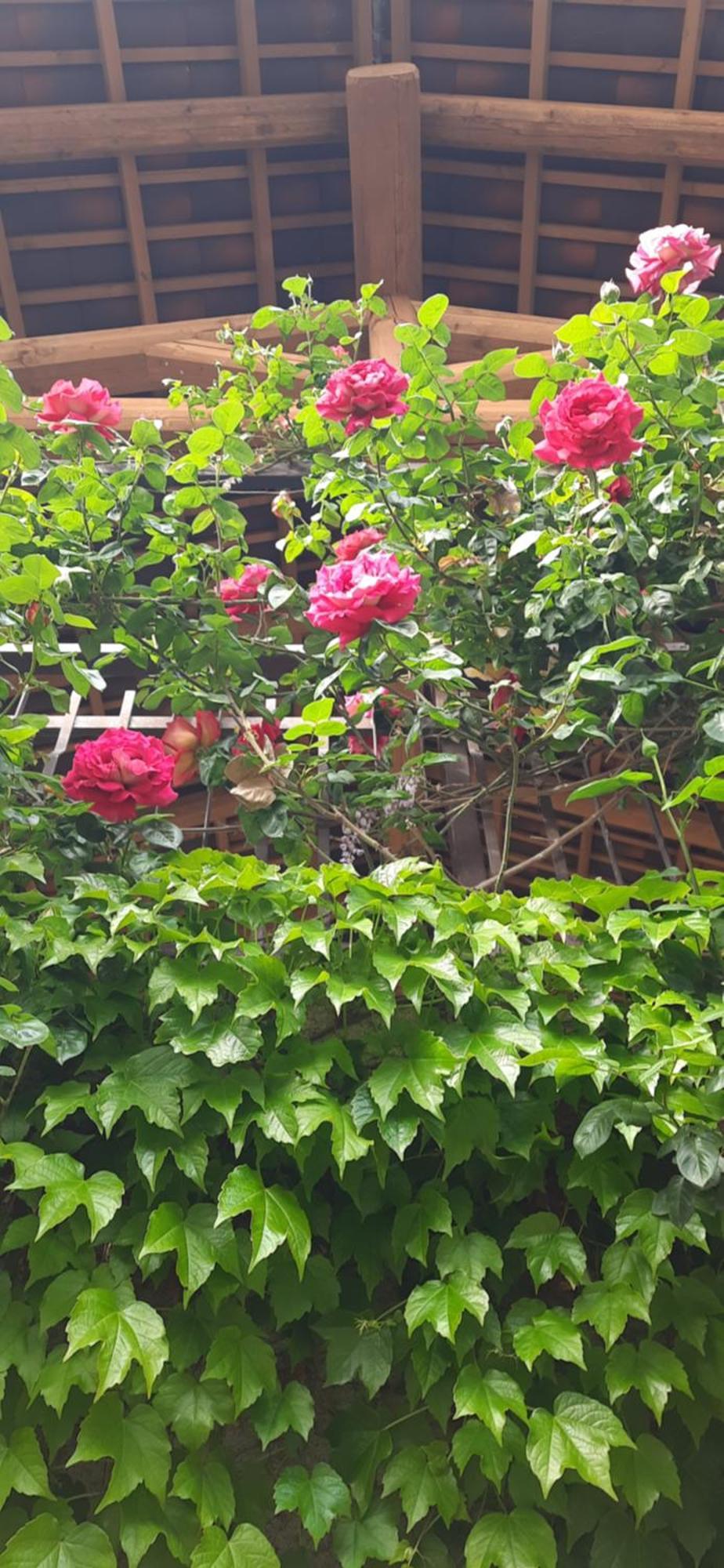 Il Giardino Del Gallo Cherasco Kültér fotó