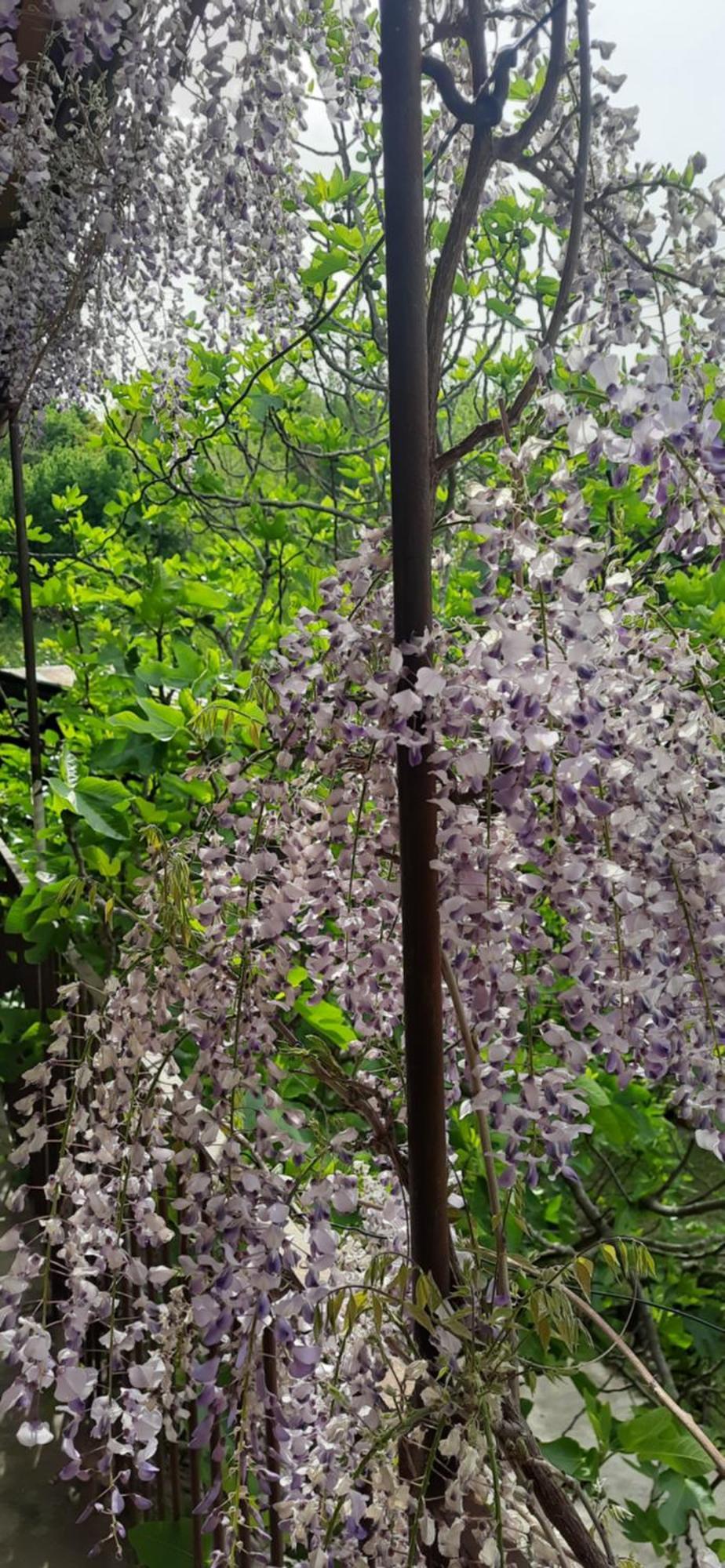 Il Giardino Del Gallo Cherasco Kültér fotó